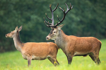 Naklejka na ściany i meble Red deer, cervus elaphus, stag with massive dark antlers sniffing hind in mating season. Two wild animal in nature about to reproduce.