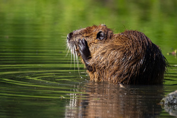 Nutria (Myocastor coypus)
