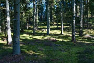 Obraz premium Sunshine in the Forest