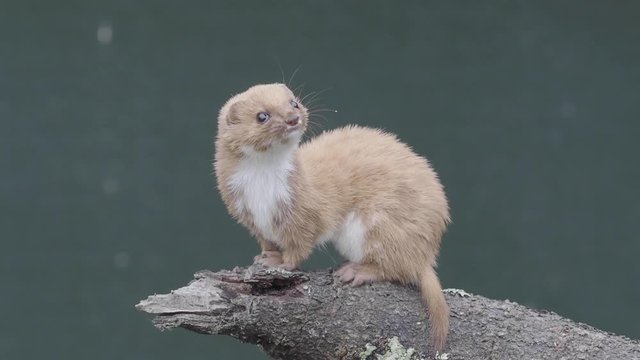 Captive Weasel or Least weasel (mustela nivalis) 