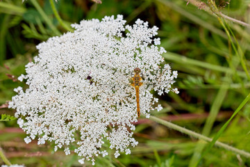 Ruddy Darter dragonfly (Sympetrum sanguineum) female resting on a Yarrow (Achillea millefolium) flowerhead, Rutland Water, Leicestershire, England, UK. © tonymills