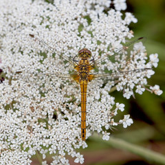 Ruddy Darter dragonfly (Sympetrum sanguineum) female resting on a Yarrow (Achillea millefolium) flowerhead, Rutland Water, Leicestershire, England, UK.