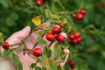 image of rose hips on a green background