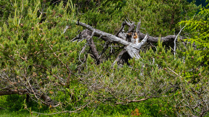 Impression aus der Hochheide im Sauerland