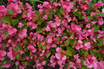 ピンクのベゴニアのテクスチャ