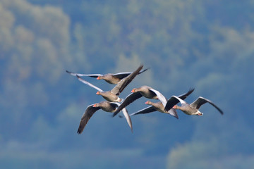 Graugänse im Herbst in der Oberlausitz