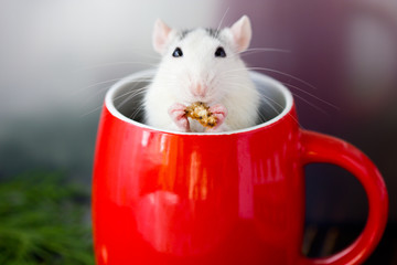 Cute rat in a red mug. Symbol of the year 2020.