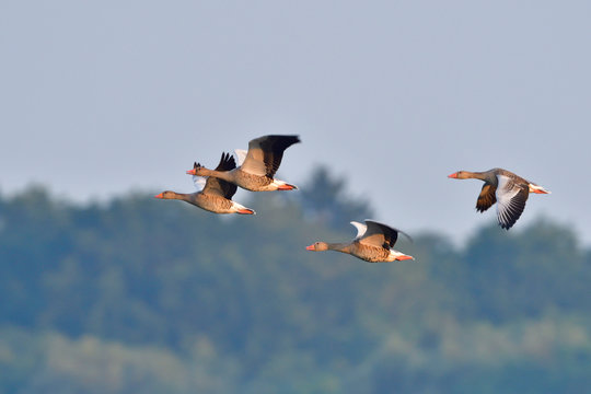 Graug&auml;nse im Herbst in der Oberlausitz