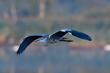 Graureiher im Flug