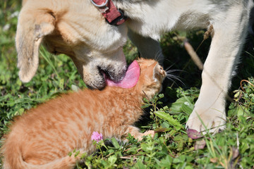 Dog cleans the hair of a small cat like a mother