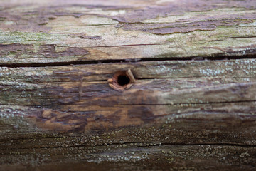 Wood