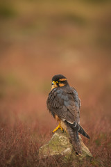 Aplomada falcon, Falco femoralis, warm evening light