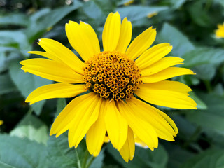 single bright yellow flower on a background of blurry green leaves