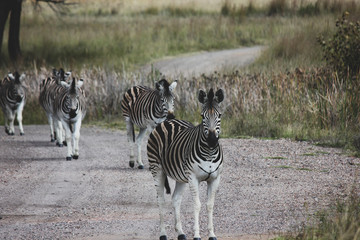 zebras in africa