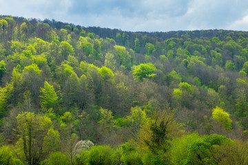 Fototapeta na wymiar European Beech or Common Beech forest, Saja-Besaya Natural Park, Cantabria, Spain, Europe