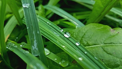 dew on grass
