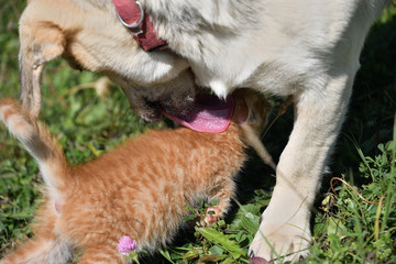 An adult dog has adopted a small orphaned cat