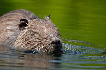 Nutria (Myocastor coypus)