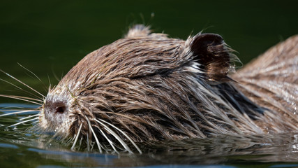 Nutria (Myocastor coypus)