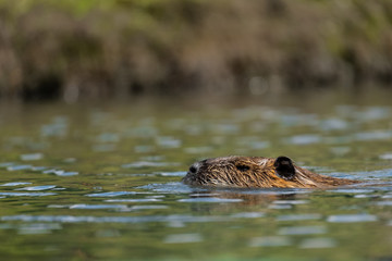 Nutria (Myocastor coypus)
