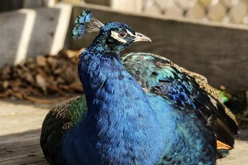 Peafowl is  name for three species of birds in the genera Pavo and Afropavo of the Phasianidae...
