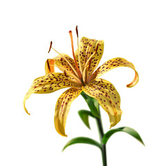 Beautiful yellow tiger lily isolated on a white background
