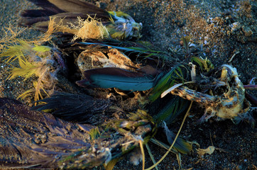 dead parrot