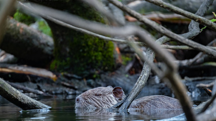 Nutria (Myocastor coypus)