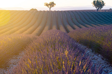 Lavender plantation field in provence, France during summer time.