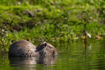 Nutria (Myocastor coypus)