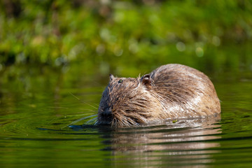 Nutria (Myocastor coypus)