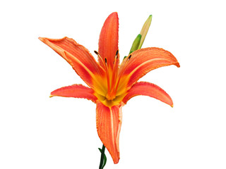 Beautiful orange lily isolated on a white background