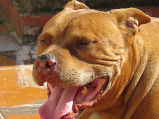dog