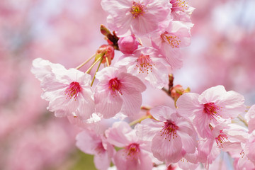 平野神社の陽光桜