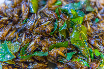 Fried insects on the streets of Chiangmai Road in Thailand