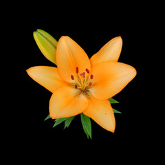 Beautiful yellow lily flower isolated on a black background