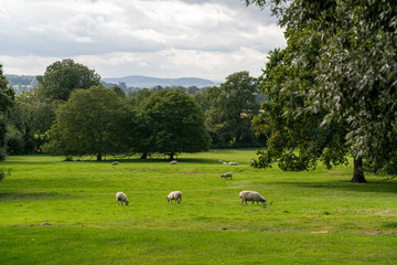 Sheep in field in English countryside