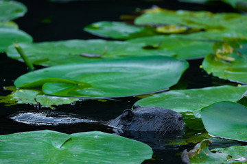 Nutria (Myocastor coypus)