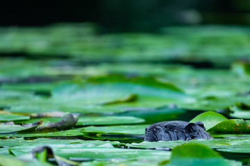Nutria (Myocastor coypus)
