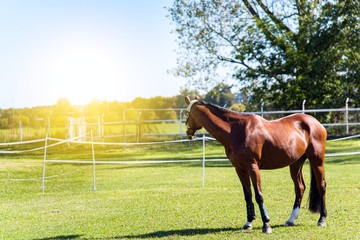 Education of horses . sports horse . 