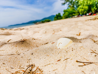 Close up selected focus sea shell in the sand on the tropical beach in Malaysia