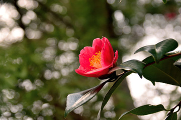 Camellia japonica - Tsubaki.