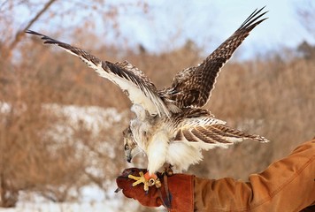 Red-tailed hawk The red-tailed hawk is a bird of prey that breeds throughout most of North America,...