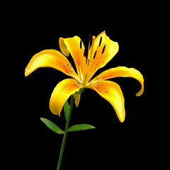 Beautiful yellow lily isolated on a black background