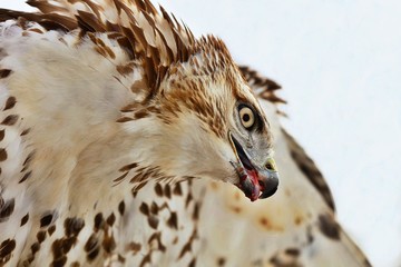 Red-tailed hawk The red-tailed hawk is a bird of prey that breeds throughout most of North America,...