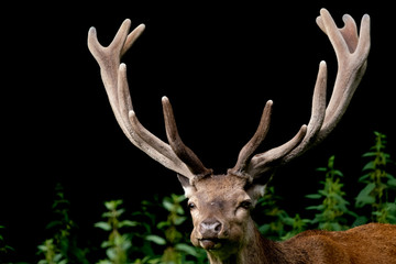 Rothirsch (Servus elaphus)