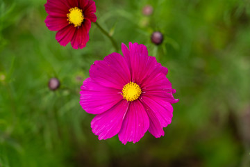 Close up of red flower with bokeh background