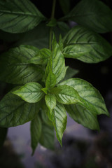 Basil leaf herb of the family native to tropical Asia. 