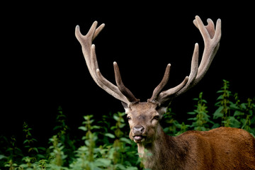 Rothirsch (Servus elaphus)