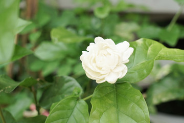 Jasmine white flower isolated on white background.